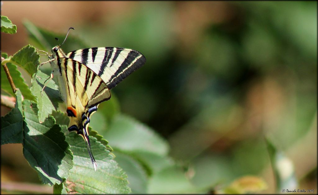 Iphiclides podalirius? Sesso? Forse  un maschio?